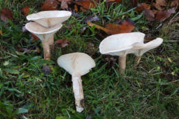 Infundibulicybe geotropa - Trooping Funnel