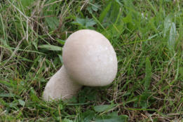Lycoperdon exciculpiforme - Pestle Puffball