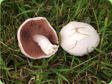 Agaricus campestris - Field Mushroom