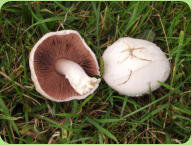 Agaricus campestris - Field Mushroom