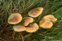 Gliophorus psittacinus - Parrot Waxcap